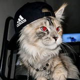 Telegram profile photo for APA LIAT LIAT