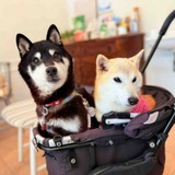 Telegram profile photo for COCO
