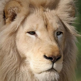 Telegram profile photo for وخداگفت