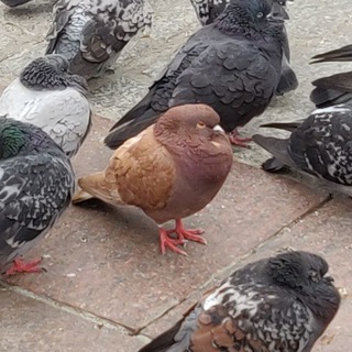 Telegram profile photo for Gruchacze w czekoladzie