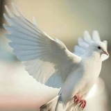 Telegram profile photo for Яко съ нами Богъ🕊.