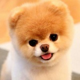 Telegram profile photo for деаноны ваших мамок