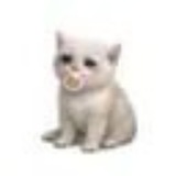 Telegram profile photo for BABYCASHCAT PORTAL