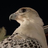 Telegram profile photo for مـنـبـر الـكَلِـم📚