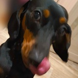 Telegram profile photo for Чуча (щп)
