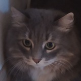 Telegram profile photo for Super Cats