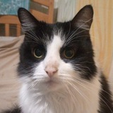 Telegram profile photo for barsik