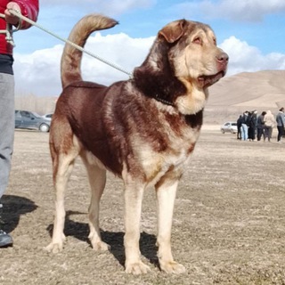Telegram profile photo for کانال عشق بازان اردبیل ایران
