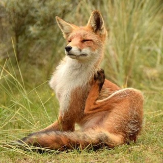 Telegram profile photo for ~Mirayy солнечная(лисица)