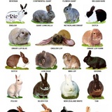 Telegram profile photo for Universe Rabbit