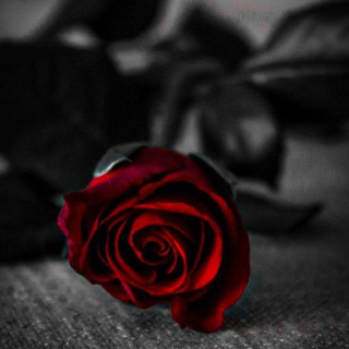 Telegram profile photo for 🥀🖤اقتباسات~ستوريات~عبارات حزينة~منوعات🖤🥀