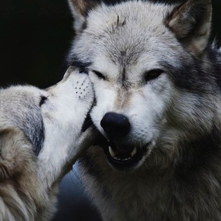 Telegram profile photo for ʟᴏᴢʜɪꜱ ɴᴀ ʙᴏᴄʜᴏᴋ