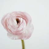 Telegram profile photo for فوائد