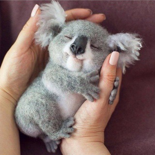 Telegram profile photo for Koala VPN 🐨💕