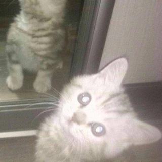 Telegram profile photo for мемный зверинец