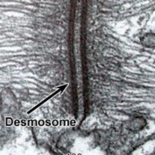 Telegram profile photo for Derma Channel (OSCE slides, lectures, MCQs and discussion)