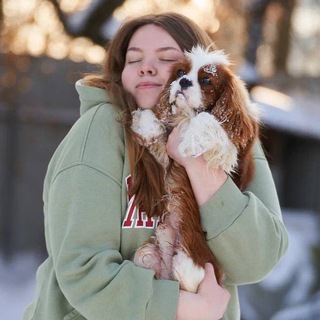 Telegram profile photo for Кавалер Кинг Чарльз Спаниель 🐾