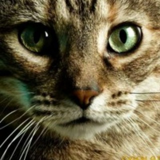 Telegram profile photo for КОТ LOVE 💗 КА
