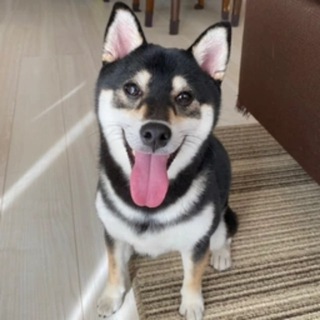 Telegram profile photo for Kushi