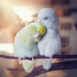 Telegram profile photo for پوشاک تین تینی