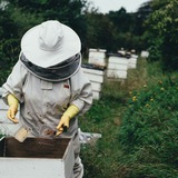 Telegram profile photo for 🐝عسل درمانی، نعمتی🐝