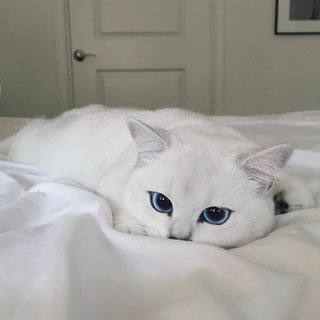 Telegram profile photo for كوكتيل في عالم الطب