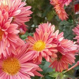 Telegram profile photo for 🌷بستان الاسلام 🌷