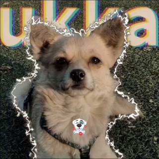 Telegram profile photo for 🌹flover Ukka🌹