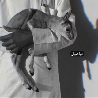 Telegram profile photo for :◟َِ مواصيلل 𓃠١