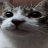 Telegram profile photo for usik