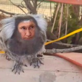 Telegram profile photo for Русский культурист (помер)