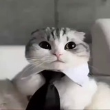 Telegram profile photo for репа вскрытого💜