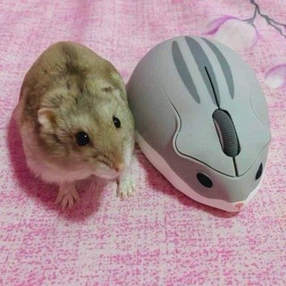 Telegram profile photo for Инфо 𝐹𝑙𝑢𝑓𝑓𝑦 𝐻✶𝑣𝑒𝑛🐇🍓