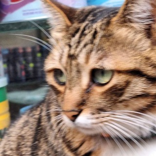 Telegram profile photo for Daily Neko