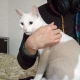 Telegram profile photo for Кот Пакет. История одного грузинского кота