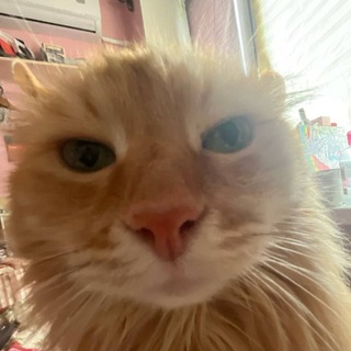 Telegram profile photo for frito 1.2