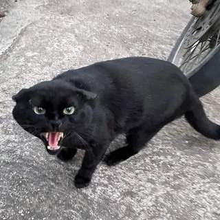 Telegram profile photo for Big Black Bloody Bastard Pussy