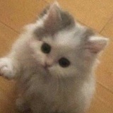 Telegram profile photo for cat lover
