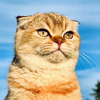 Telegram profile photo for Мурлыкин 🐈