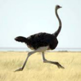Telegram profile photo for شتر مرغداران ایران زمین