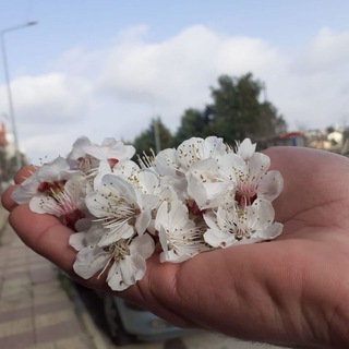 Telegram profile photo for الياسمين