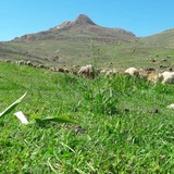 Telegram profile photo for حافظان طبیعت خراسان شمالی