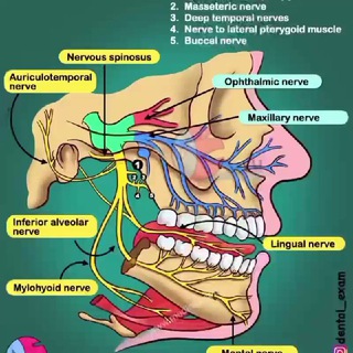 Telegram profile photo for 🦷 Dental, Implant, Oral and Maxillofacial Surgery Clinical Cases Discussion Group🦷