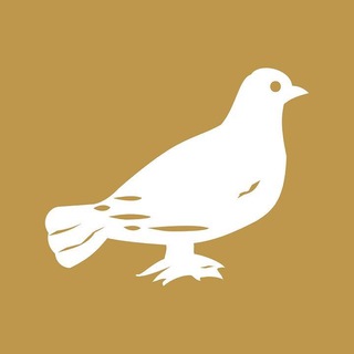 Telegram profile photo for News Update