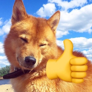 Telegram profile photo for Карельские лайки