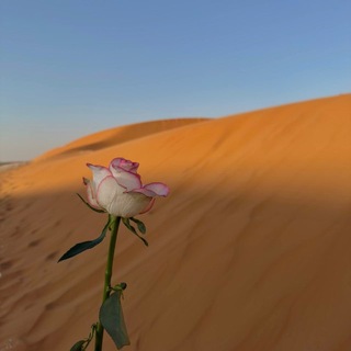 Telegram profile photo for الصحوة