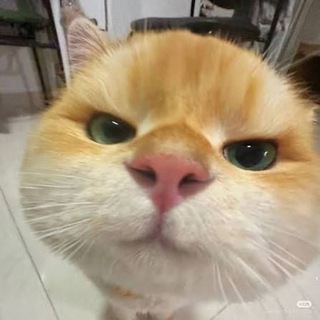 Telegram profile photo for CHEAP SUPPLIERS