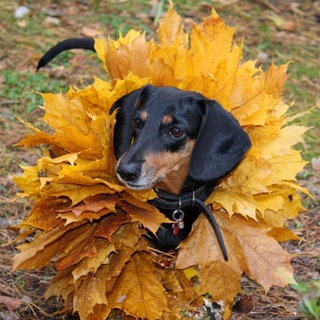 Telegram profile photo for ебучая космология