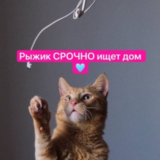 Telegram profile photo for Котовасия
