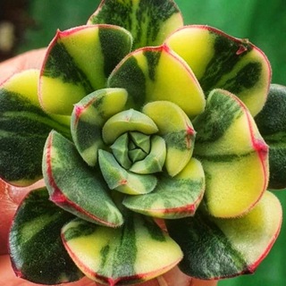 Telegram profile photo for Сукки_Артурны🌿